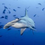 Dive holiday to Cocos Island Costa Rica